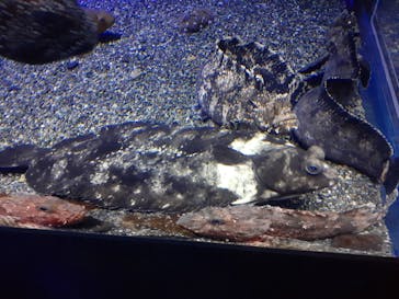 新江ノ島水族館に投稿された画像（2021/5/3）