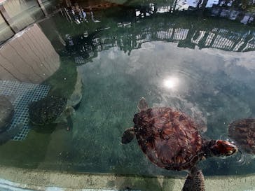 新江ノ島水族館に投稿された画像（2021/5/3）