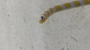 アクアワールド茨城県大洗水族館に投稿された画像（2021/5/3）