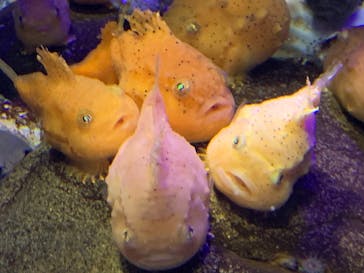 新江ノ島水族館に投稿された画像（2021/5/3）