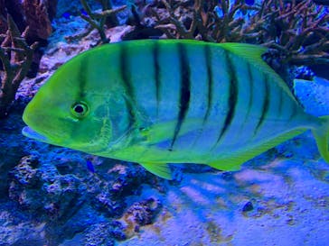 新江ノ島水族館に投稿された画像（2021/5/3）