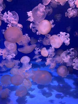 新江ノ島水族館に投稿された画像（2021/5/3）