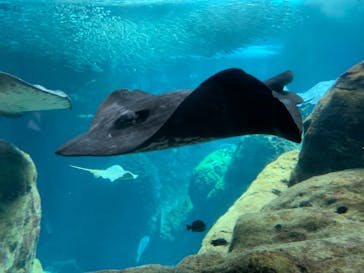新江ノ島水族館に投稿された画像（2021/5/3）