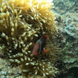 武藤潜水に投稿された画像（2021/5/3）