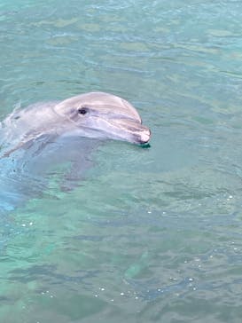 横浜・八景島シーパラダイスに投稿された画像（2021/5/2）