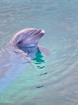 横浜・八景島シーパラダイスに投稿された画像（2021/5/2）