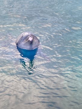 横浜・八景島シーパラダイスに投稿された画像（2021/5/2）