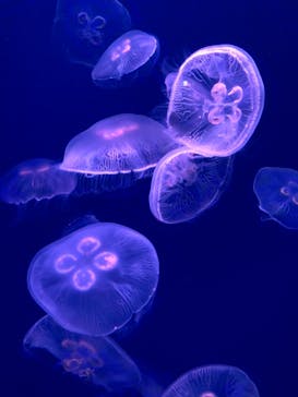 大分マリーンパレス水族館 「うみたまご」に投稿された画像（2021/5/3）