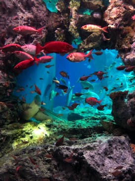 大分マリーンパレス水族館 「うみたまご」に投稿された画像（2021/5/3）