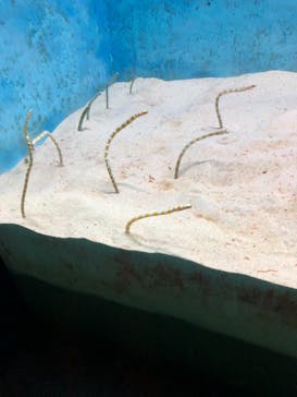 大分マリーンパレス水族館 「うみたまご」に投稿された画像（2021/5/3）