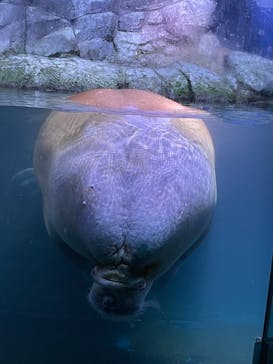 横浜・八景島シーパラダイスに投稿された画像（2021/5/3）