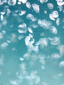 アクアワールド茨城県大洗水族館に投稿された画像（2021/5/3）