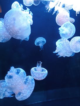 アクアワールド茨城県大洗水族館に投稿された画像（2021/5/3）