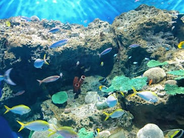 アクアワールド茨城県大洗水族館に投稿された画像（2021/5/3）