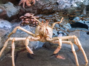 アクアワールド茨城県大洗水族館に投稿された画像（2021/5/3）