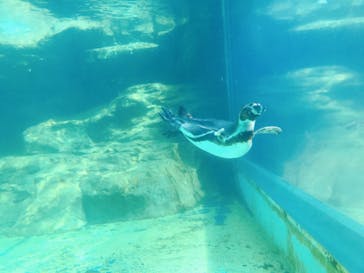 アクアワールド茨城県大洗水族館に投稿された画像（2021/5/3）