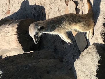 伊豆シャボテン動物公園に投稿された画像（2021/5/3）