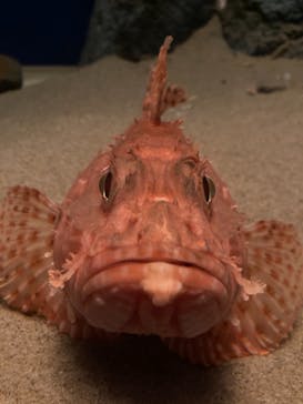 島根県立 しまね海洋館に投稿された画像（2021/5/3）