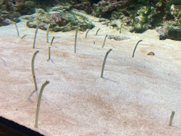 島根県立 しまね海洋館に投稿された画像（2021/5/3）