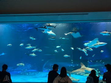 島根県立 しまね海洋館に投稿された画像（2021/5/3）