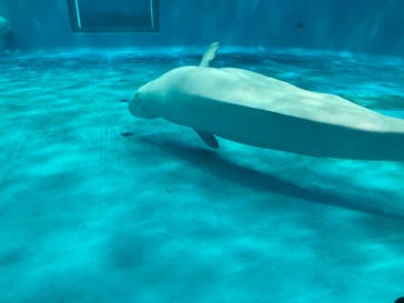 島根県立 しまね海洋館に投稿された画像（2021/5/3）