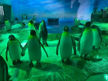 島根県立 しまね海洋館に投稿された画像（2021/5/3）