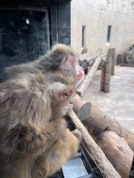 旭川市旭山動物園に投稿された画像（2021/5/3）