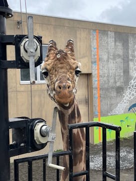 旭川市旭山動物園に投稿された画像（2021/5/3）