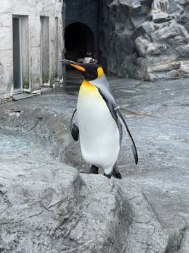 旭川市旭山動物園に投稿された画像（2021/5/3）