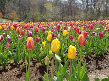 牧歌の里に投稿された画像（2021/5/3）