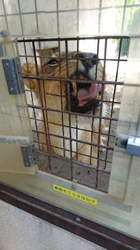 群馬サファリパークに投稿された画像（2021/5/3）