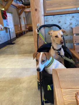 わんダフルネイチャーヴィレッジに投稿された画像（2021/5/3）