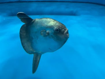 アクアワールド茨城県大洗水族館に投稿された画像（2021/5/3）