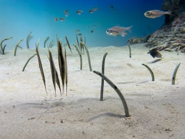 アクアワールド茨城県大洗水族館に投稿された画像（2021/5/3）