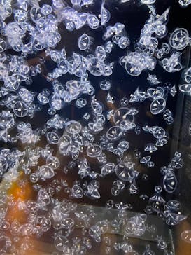 アクアワールド茨城県大洗水族館に投稿された画像（2021/5/3）