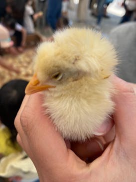 しろとり動物園に投稿された画像（2021/5/3）