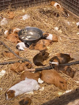 しろとり動物園に投稿された画像（2021/5/3）