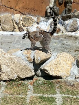 しろとり動物園に投稿された画像（2021/5/3）