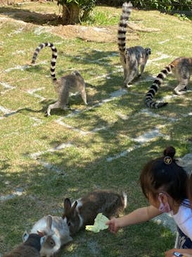 しろとり動物園に投稿された画像（2021/5/3）