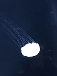 仙台うみの杜水族館に投稿された画像（2021/5/3）