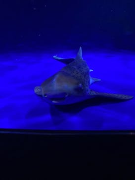 新江ノ島水族館に投稿された画像（2021/5/3）