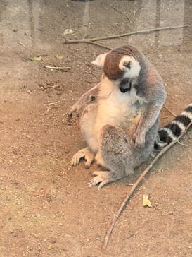 旭川市旭山動物園に投稿された画像（2021/5/3）