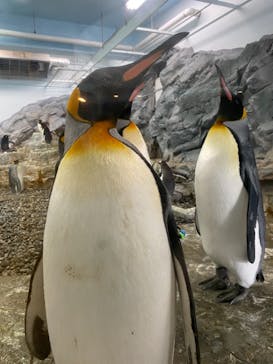 旭川市旭山動物園に投稿された画像（2021/5/3）