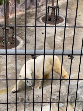 旭川市旭山動物園に投稿された画像（2021/5/3）