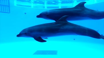 九十九島水族館海きららに投稿された画像（2021/5/3）