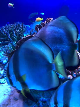 新江ノ島水族館に投稿された画像（2021/5/3）