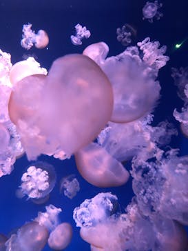 新江ノ島水族館に投稿された画像（2021/5/3）