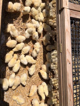 しろとり動物園に投稿された画像（2021/5/3）