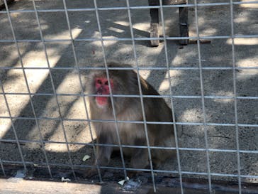 しろとり動物園に投稿された画像（2021/5/3）