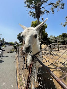 伊豆シャボテン動物公園に投稿された画像（2021/5/1）